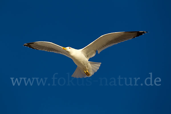 Mittelmeermöwe (Larus michahellis)