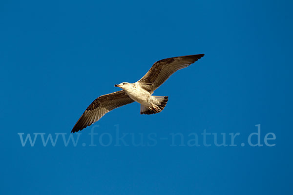 Mittelmeermöwe (Larus michahellis)