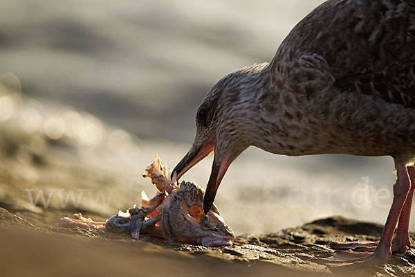 Mittelmeermöwe (Larus michahellis)