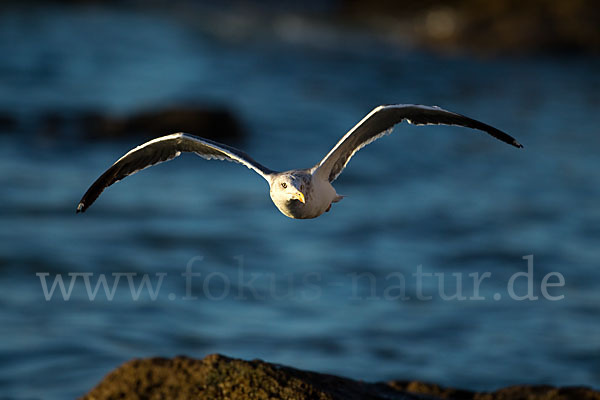 Mittelmeermöwe (Larus michahellis)