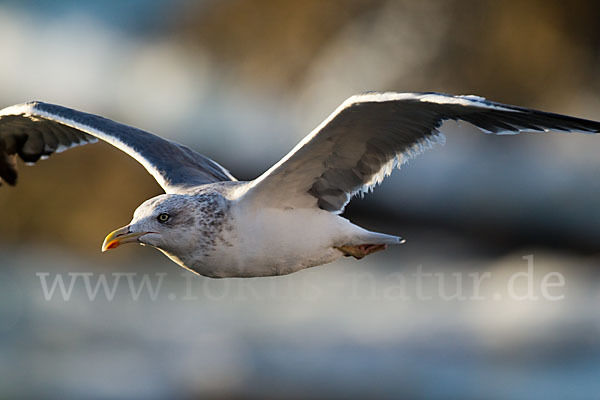 Mittelmeermöwe (Larus michahellis)