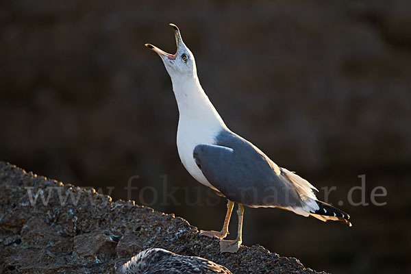 Mittelmeermöwe (Larus michahellis)