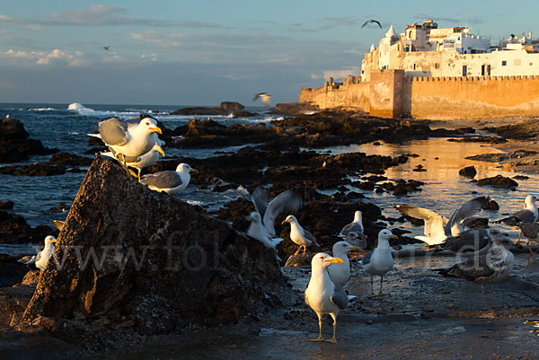 Mittelmeermöwe (Larus michahellis)