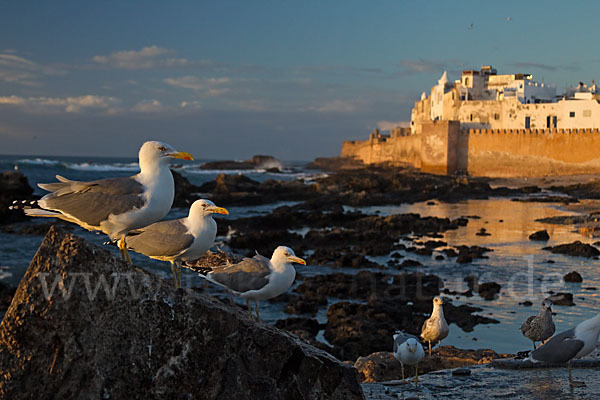 Mittelmeermöwe (Larus michahellis)