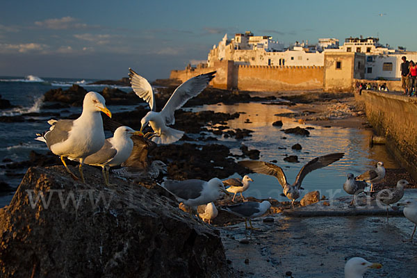 Mittelmeermöwe (Larus michahellis)