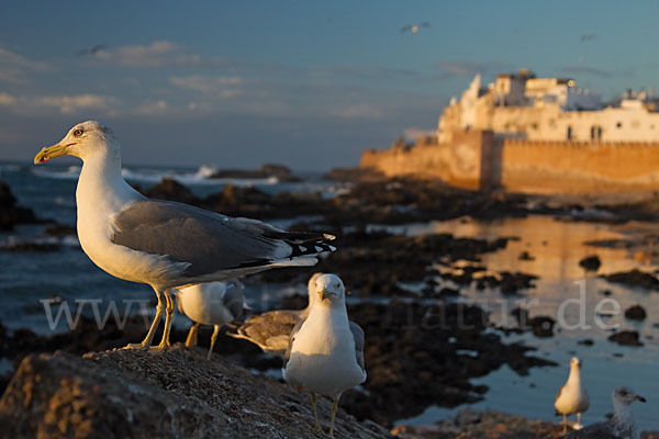 Mittelmeermöwe (Larus michahellis)