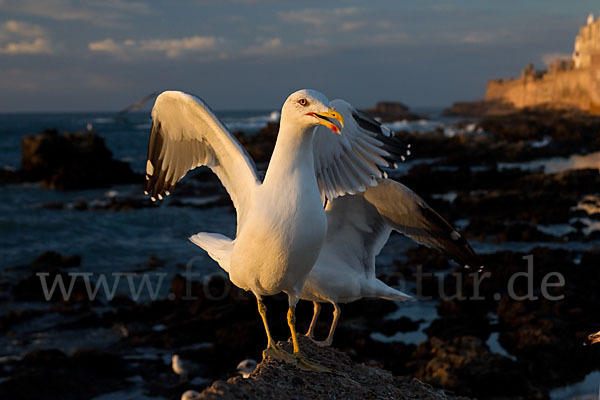 Mittelmeermöwe (Larus michahellis)