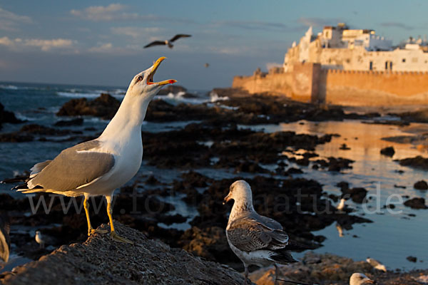 Mittelmeermöwe (Larus michahellis)