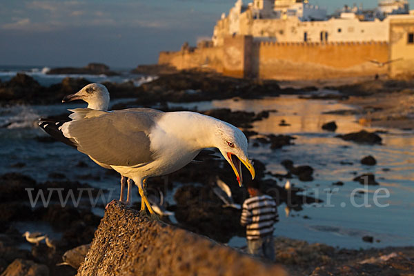 Mittelmeermöwe (Larus michahellis)