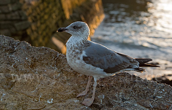 Mittelmeermöwe (Larus michahellis)