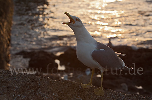 Mittelmeermöwe (Larus michahellis)