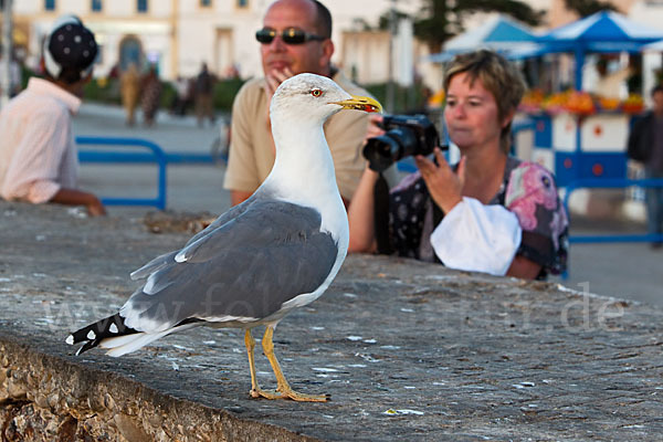 Mittelmeermöwe (Larus michahellis)