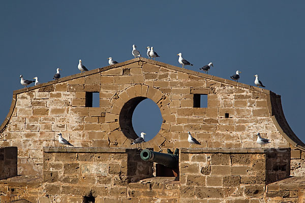 Mittelmeermöwe (Larus michahellis)