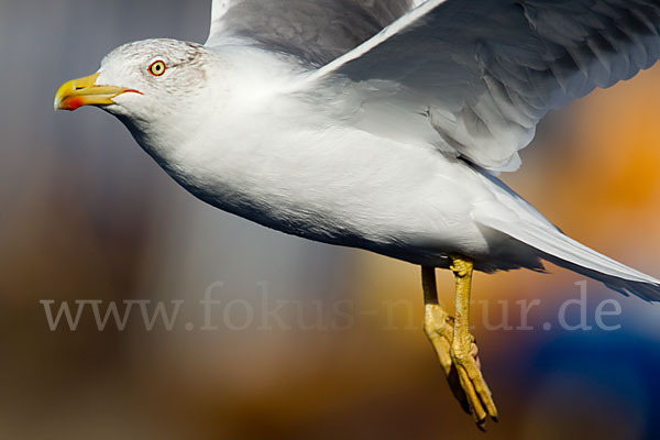 Mittelmeermöwe (Larus michahellis)