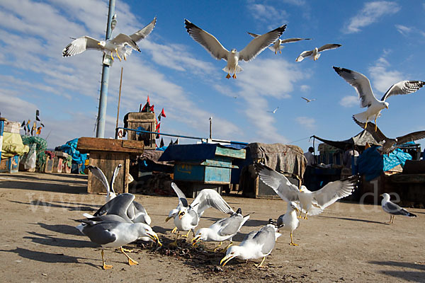 Mittelmeermöwe (Larus michahellis)