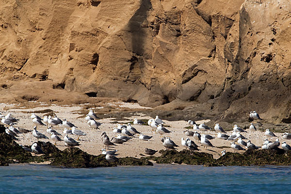 Mittelmeermöwe (Larus michahellis)