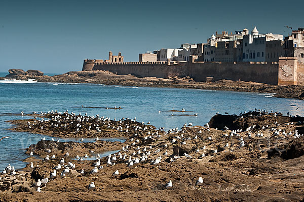 Mittelmeermöwe (Larus michahellis)