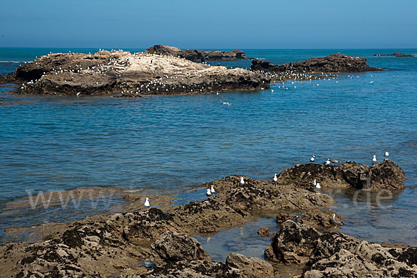 Mittelmeermöwe (Larus michahellis)