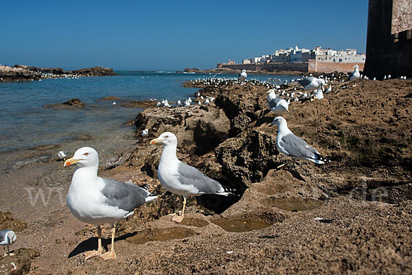 Mittelmeermöwe (Larus michahellis)