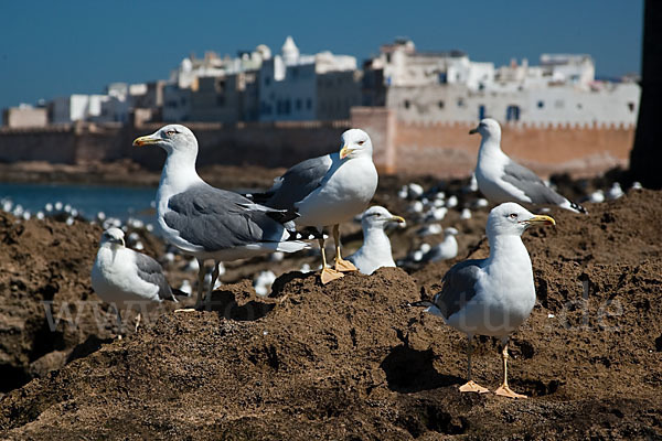 Mittelmeermöwe (Larus michahellis)