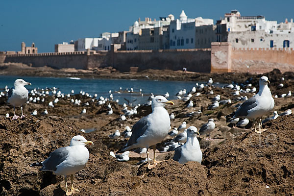 Mittelmeermöwe (Larus michahellis)