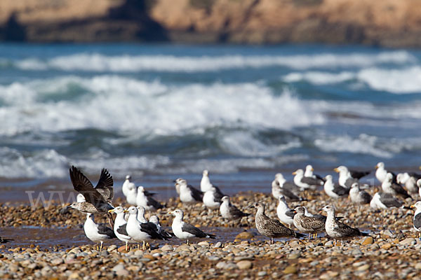 Mittelmeermöwe (Larus michahellis)