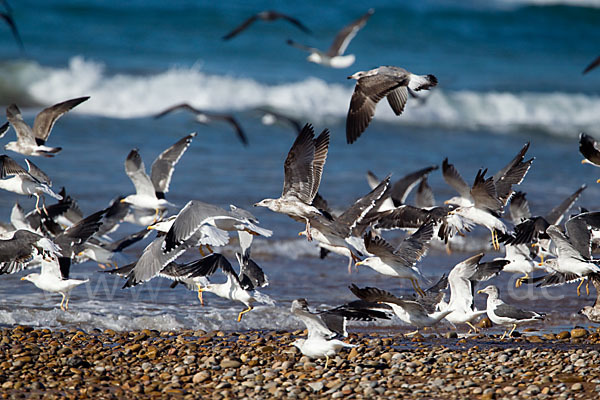 Mittelmeermöwe (Larus michahellis)