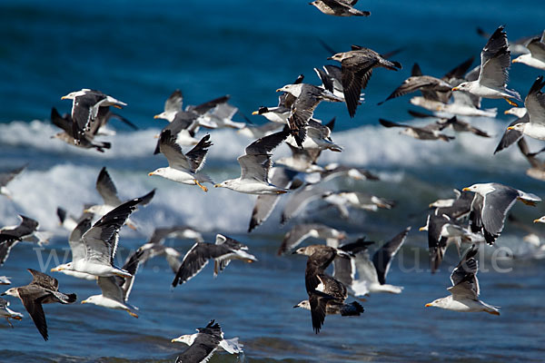 Mittelmeermöwe (Larus michahellis)