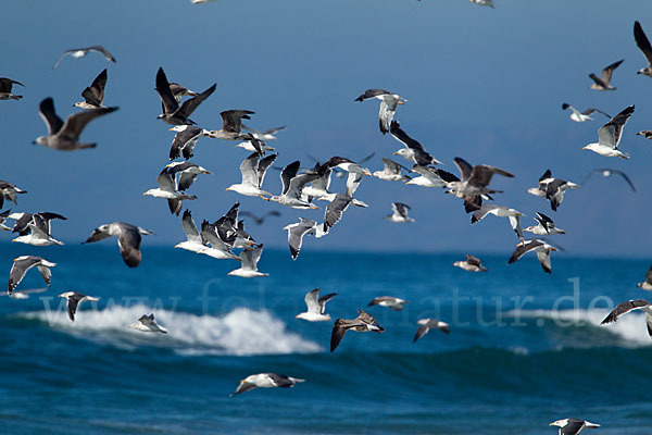 Mittelmeermöwe (Larus michahellis)