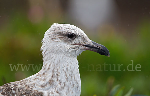 Mittelmeermöwe (Larus michahellis)