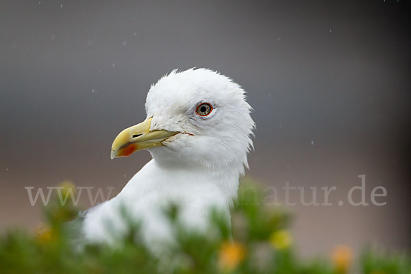 Mittelmeermöwe (Larus michahellis)