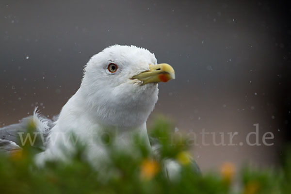 Mittelmeermöwe (Larus michahellis)