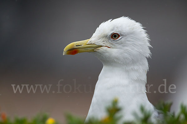 Mittelmeermöwe (Larus michahellis)