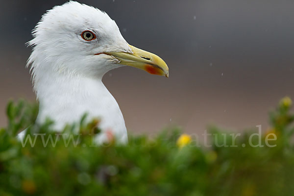 Mittelmeermöwe (Larus michahellis)