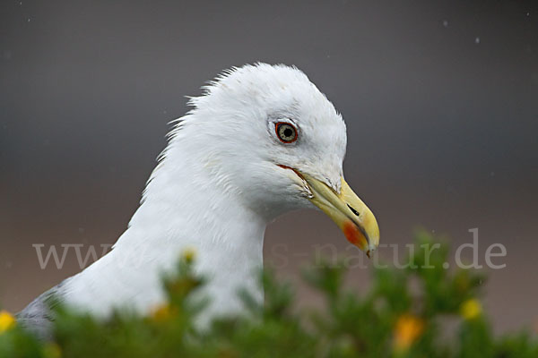 Mittelmeermöwe (Larus michahellis)