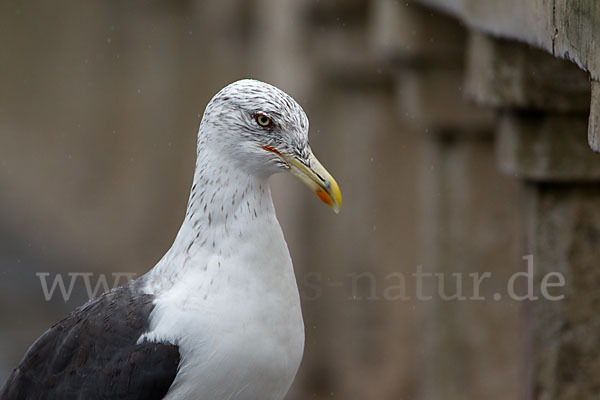 Mittelmeermöwe (Larus michahellis)