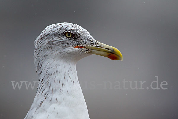 Mittelmeermöwe (Larus michahellis)