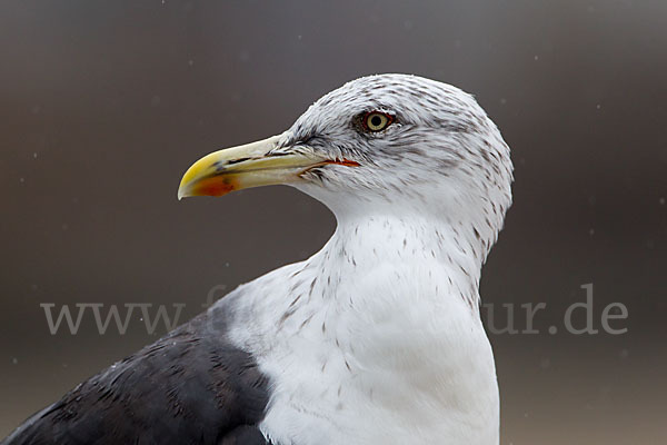 Mittelmeermöwe (Larus michahellis)