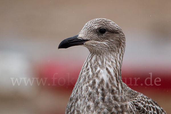 Mittelmeermöwe (Larus michahellis)