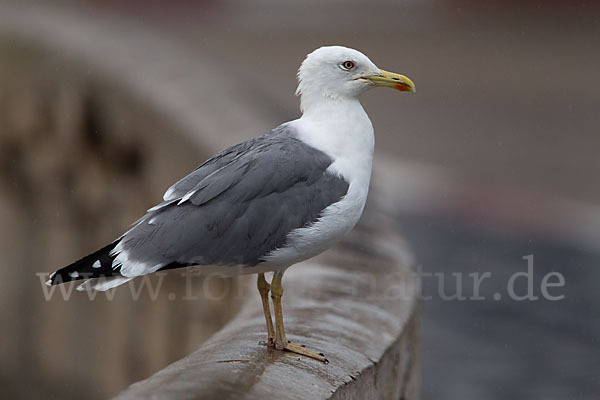 Mittelmeermöwe (Larus michahellis)