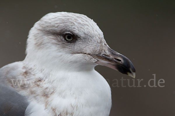 Mittelmeermöwe (Larus michahellis)