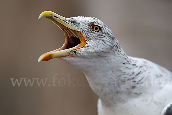 Mittelmeermöwe (Larus michahellis)