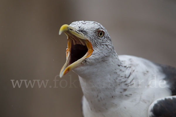 Mittelmeermöwe (Larus michahellis)