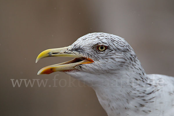 Mittelmeermöwe (Larus michahellis)