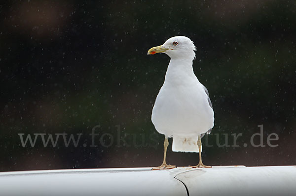 Mittelmeermöwe (Larus michahellis)