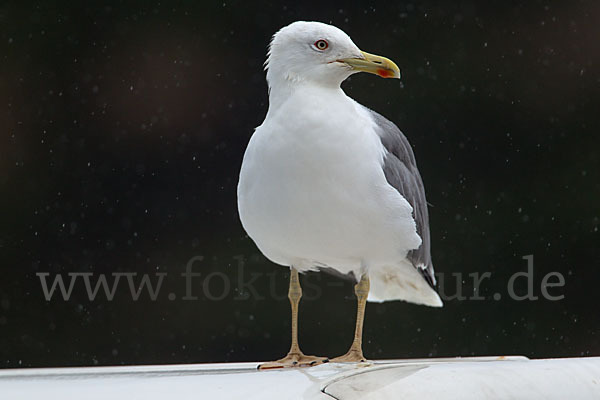 Mittelmeermöwe (Larus michahellis)