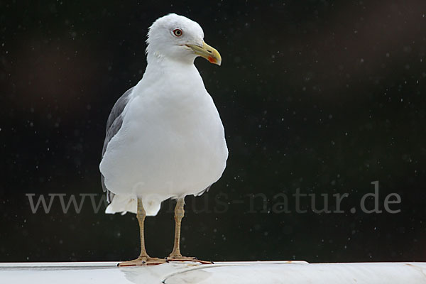 Mittelmeermöwe (Larus michahellis)