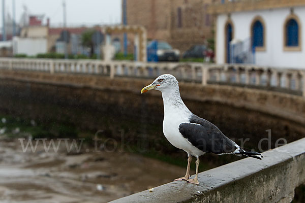 Mittelmeermöwe (Larus michahellis)