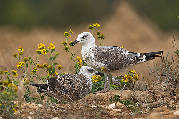 Mittelmeermöwe (Larus michahellis)