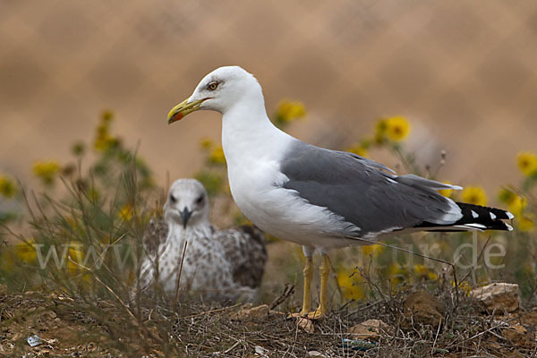 Mittelmeermöwe (Larus michahellis)